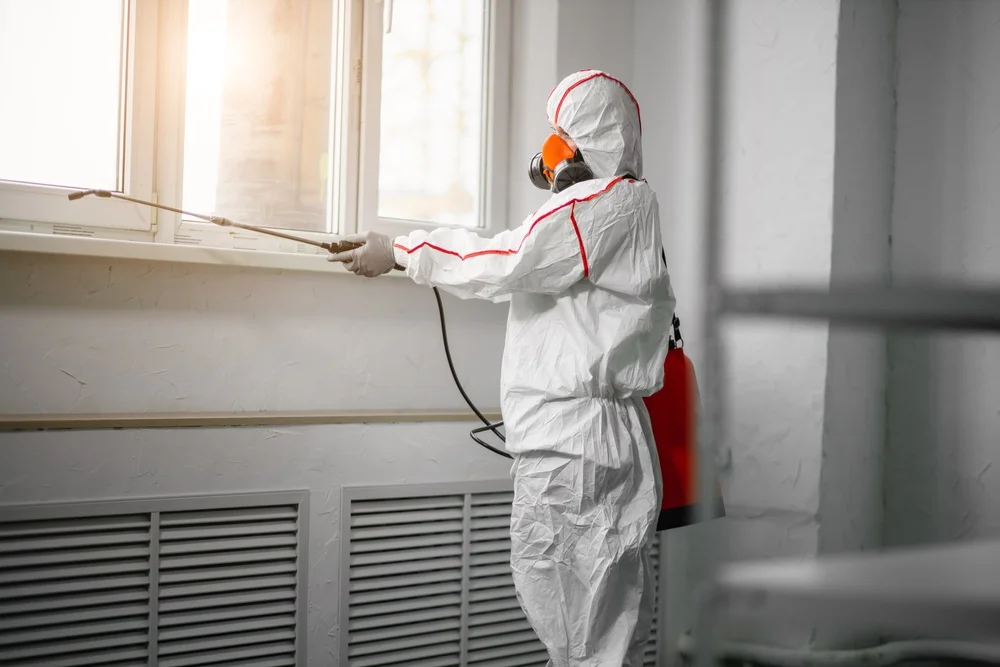 Professional mold remediation services in Nederland, CO